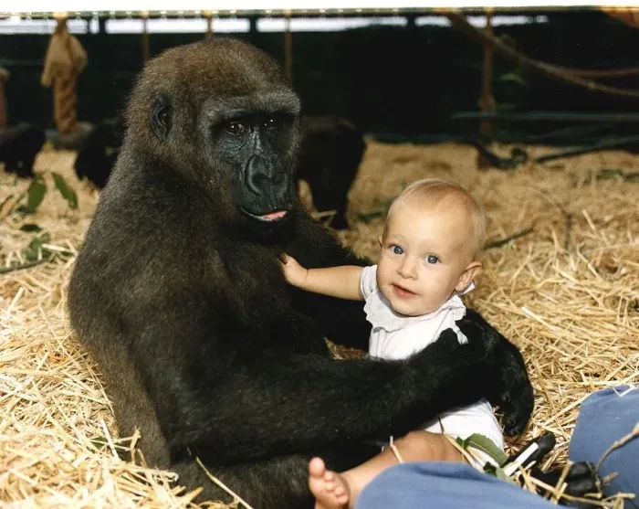 Framed Print : Sangha the Gorilla holding onto 9 month old Tanya Aspinall August 1990