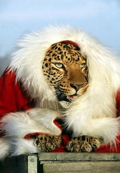 Santa Claws - Mousey the Leopard at Southam Tiger Park, Warkwickshire December 1981