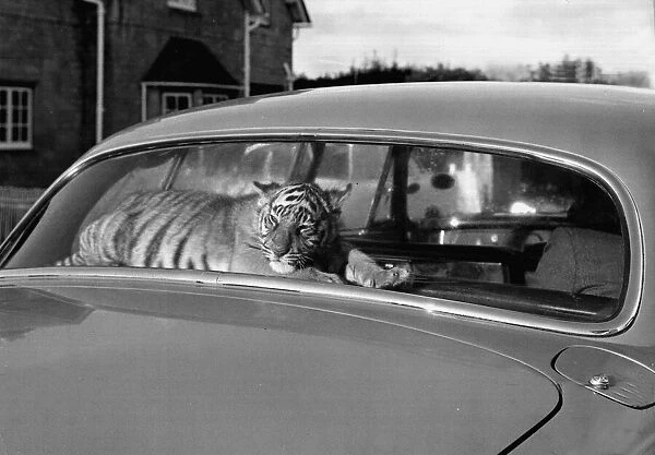 Sari the tiger cub travels everywhere with her master, and with her in the rear window
