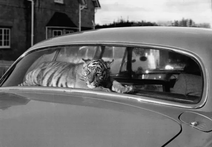 Framed Print : Sari the tiger cub travels everywhere with her master, and with her in the rear window Framed Print : Sari the tiger cub travels everywhere with her master, and with her in the rear window