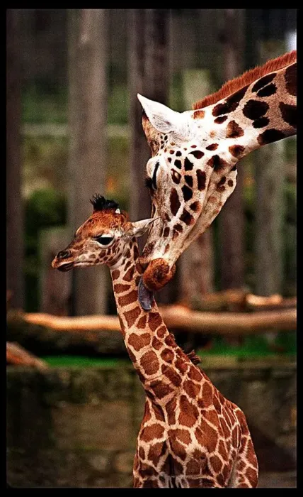 Framed Print : Savannah giraffe Edinburgh Zoo January 1998 first public appearance of baby giraffe