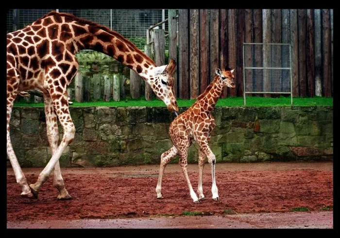 Framed Print : Savannah the Giraffe Edinburgh zoo January 1998 mother Framed Print : Savannah the Giraffe Edinburgh zoo January 1998 mother