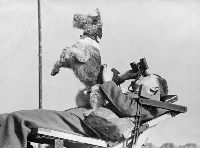 Framed Print : Scamp a rough haired terrier has attached himself to a Midlands A. A Unit Framed Print : Scamp a rough haired terrier has attached himself to a Midlands A. A Unit