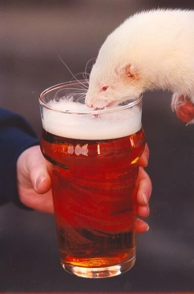 Scampi the ferret enjoys a pint of beer