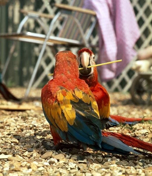 A scarlet gold and blue macaw at play at Linton Zoo june 1970