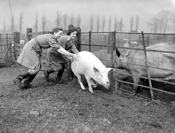 Scenes in rural England during World War Two Girls of the Womens Land Army try to