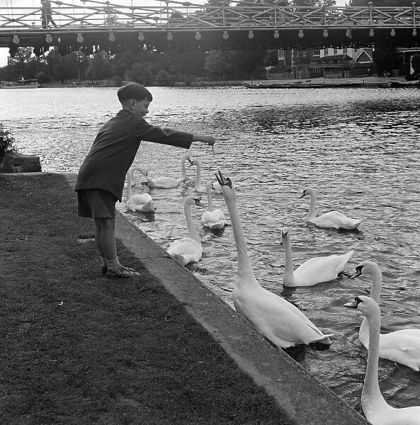 Scenes by the weir, Marlow, Buckinghamshire. 10th September 1954