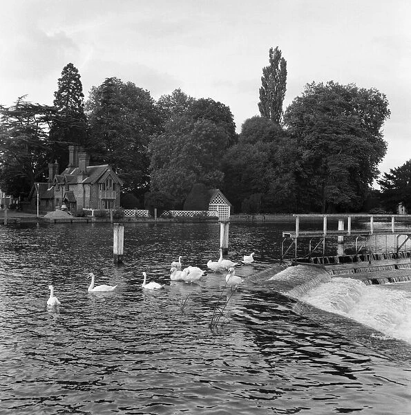 Scenes by the weir, Marlow, Buckinghamshire. 10th September 1954