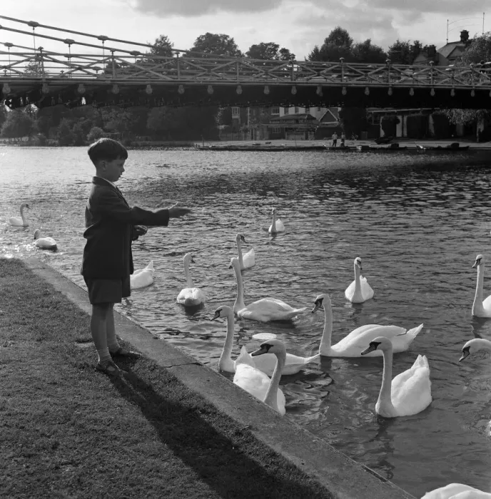 Framed Print : Scenes by the weir, Marlow, Buckinghamshire. 10th September 1954 Framed Print : Scenes by the weir, Marlow, Buckinghamshire. 10th September 1954