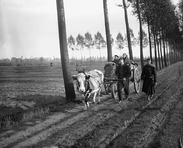 Schooneraende, Belgian refugees driving bullock wagon fleeing the advancing German army