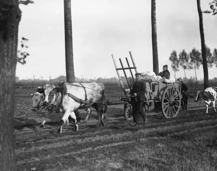 Framed Print : Schooneraende, Belgian refugees driving bullock wagon fleeing the advancing German army Framed Print : Schooneraende, Belgian refugees driving bullock wagon fleeing the advancing German army