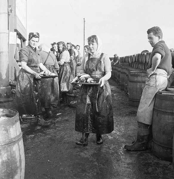 Scottish fish lassies in Great Yarmouth preparing herrings for Russia. 10th November 1954
