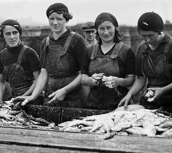 Scottish fishergirls preparing fish for curing after the landing of a heavy catch at