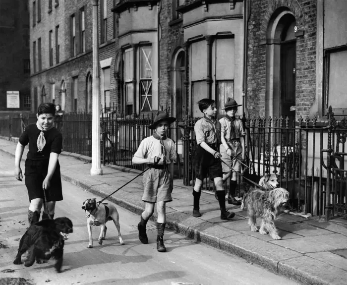 Framed Print : Scouts of the 68 Hackney Troop do their daily good - turn by taking war-workers dogs Framed Print : Scouts of the 68 Hackney Troop do their daily good - turn by taking war-workers dogs