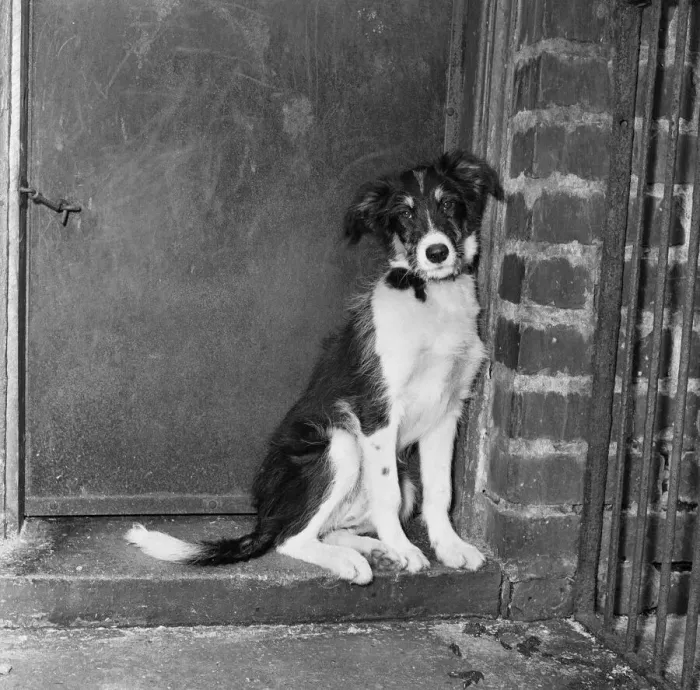Framed Print : Scruffy, winner of the Dog of the Year, in his cage at Manchester & District Home for Framed Print : Scruffy, winner of the Dog of the Year, in his cage at Manchester & District Home for