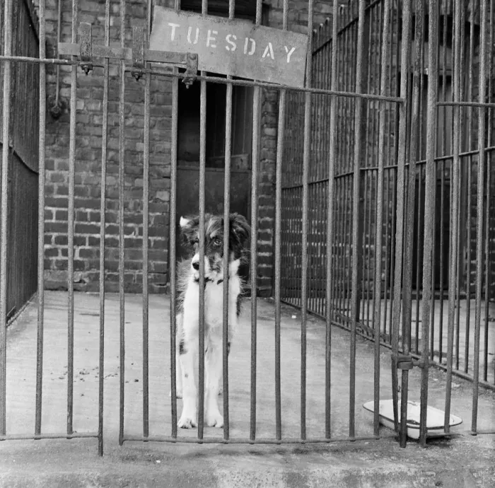 Framed Print : Scruffy, winner of the Dog of the Year, in his cage at Manchester & District Home for