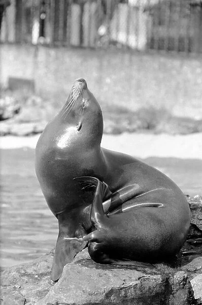 A sea lion in his enclosure at London Zoo February 1975 75-01007-012