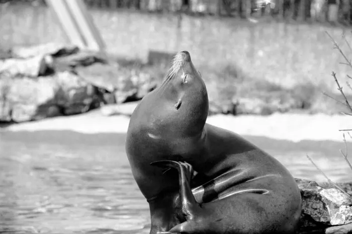 Framed Print : A sea lion in his enclosure at London Zoo February 1975 75-01007-013 Framed Print : A sea lion in his enclosure at London Zoo February 1975 75-01007-013