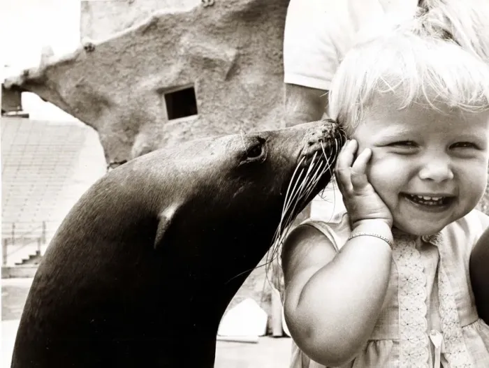 Framed Print : A sea lion gives a bashful little girl a kiss as she laughs Framed Print : A sea lion gives a bashful little girl a kiss as she laughs