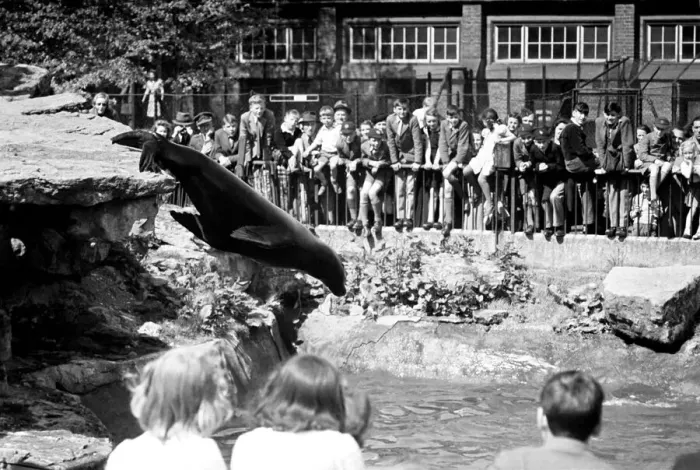 Framed Print : Sea Lions performing London Zoo. October 1937 OL307N Framed Print : Sea Lions performing London Zoo. October 1937 OL307N