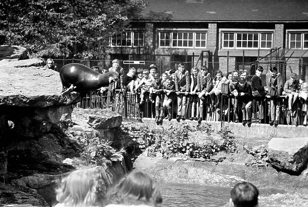 Sea Lions performing London Zoo. October 1937 OL307N-001