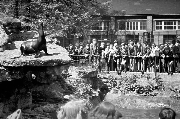 Sea Lions performing London Zoo. October 1937 OL307N-002