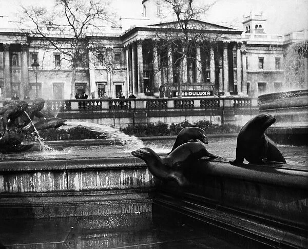 Sea-lions in the Trafaglar Square fountain, London. 17th January 1964