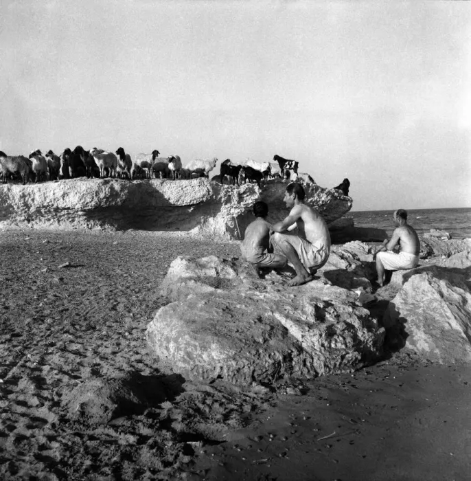 Framed Print : At the sea shore near the ruins of Salamis Cyprus the Shepherds drive their sheep into Framed Print : At the sea shore near the ruins of Salamis Cyprus the Shepherds drive their sheep into