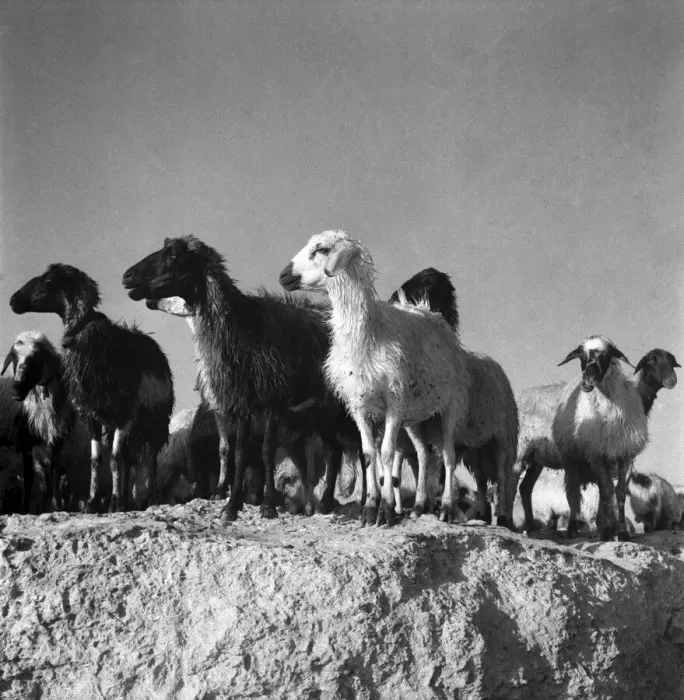 Framed Print : At the sea shore near the ruins of Salamis Cyprus the Shepherds drive their sheep into Framed Print : At the sea shore near the ruins of Salamis Cyprus the Shepherds drive their sheep into