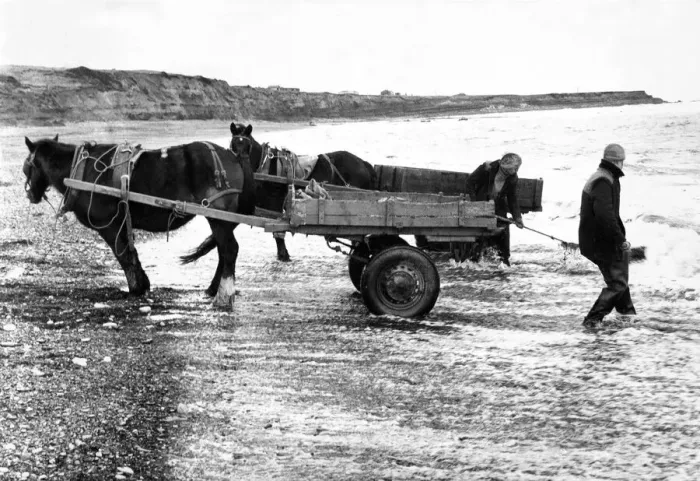 Framed Print : Seacoal gatherers at work on a Northumberland beach