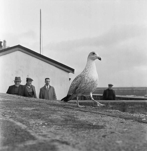 Seagull on the harbour wall in St Ives 15th February 1954