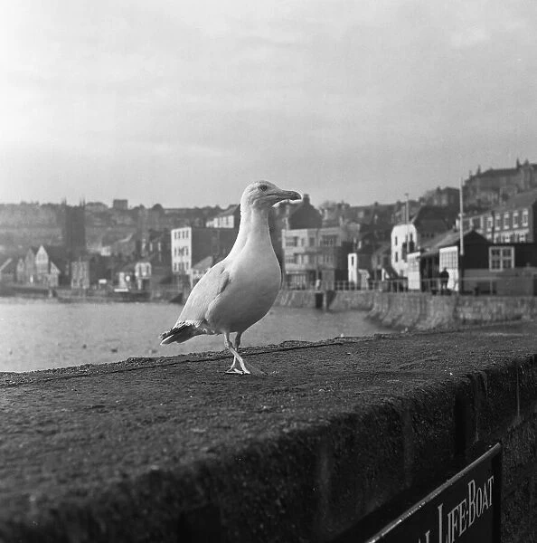Seagull on the harbour wall in St Ives 15th February 1954