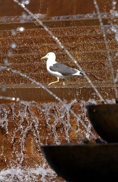 Even the seagulls were feeling the heat! This one cooled down in the fountain in Victoria
