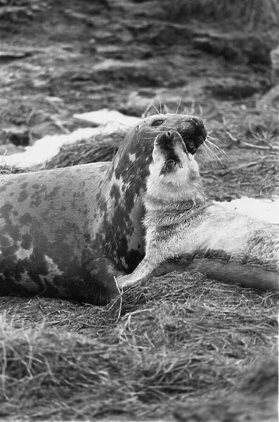 A seal cub with its mother