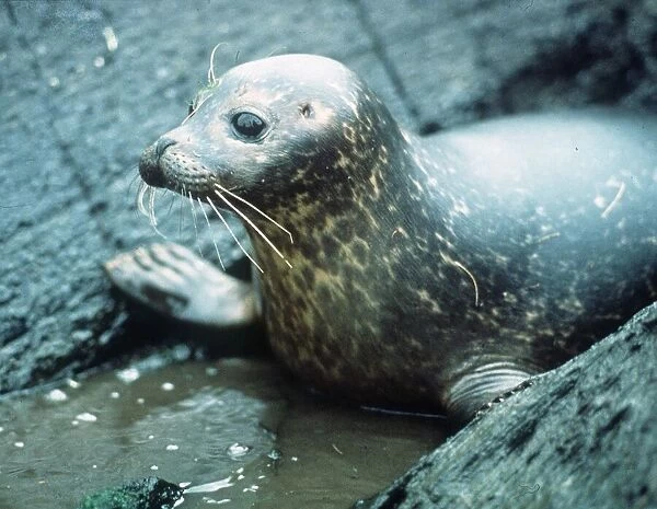 Seal - May 1991