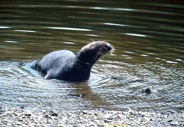 This seal pictured here died in the Thames despite Police bid to save it