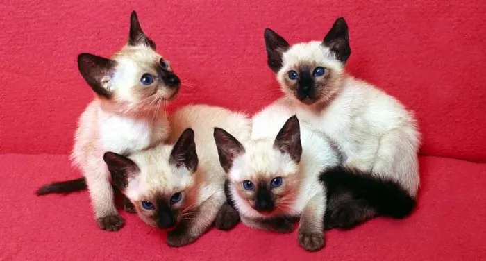 Framed Print : Seal point kittens February 1989 animal animals cute young cats cat