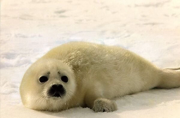 Seal pup lying on snow circa 1995