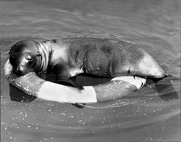 Seal Sleepie relaxes on a life belt at Longleat Safari Park near Bath