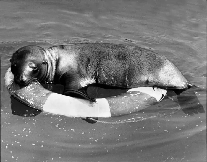 Framed Print : Seal Sleepie relaxes on a life belt at Longleat Safari Park near Bath