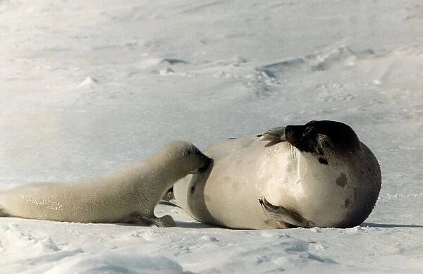 Seal on side suckling seal pup on snow circa 1995