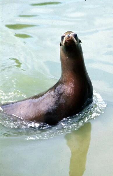 A Seal swimming at Chester Zoo Circa 1980