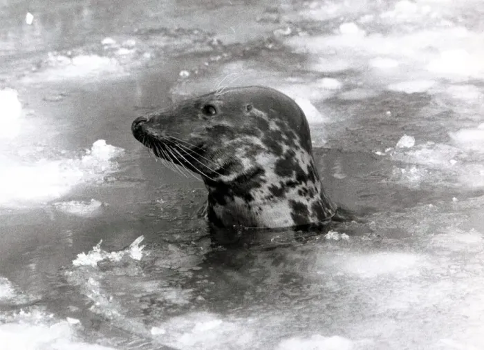 Framed Print : Seal swimming in ice due to cold weather at London zoo January 1982 Animal Framed Print : Seal swimming in ice due to cold weather at London zoo January 1982 Animal