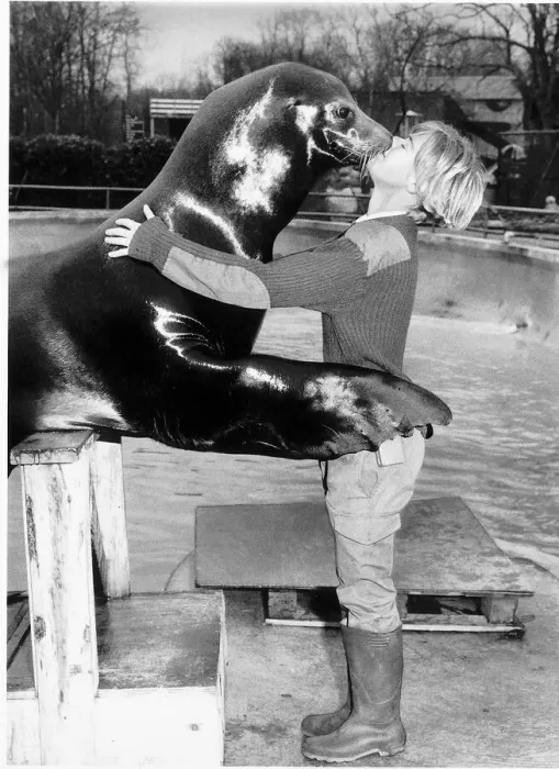 Framed Print : Sealion Jingles kissing Windsor Safari Park ranger Sian Stangeways Framed Print : Sealion Jingles kissing Windsor Safari Park ranger Sian Stangeways