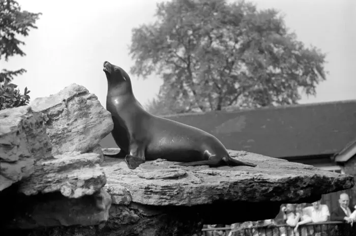 Framed Print : Sealion at London Zoo. 1965 C87B-002 Framed Print : Sealion at London Zoo. 1965 C87B-002
