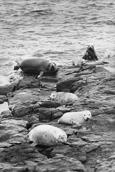 Seals basking on Brownsman Island