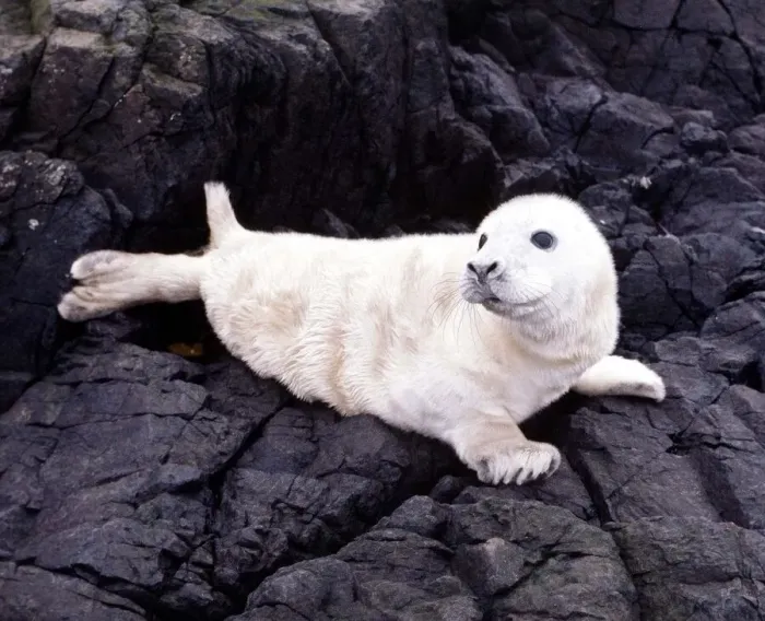 Framed Print : Seals on the Farne Island off the Northumberland coast in Northern England November 1972