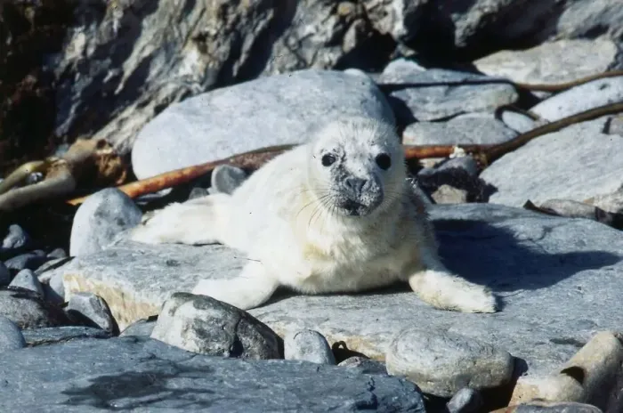Framed Print : Seals October 1978 baby seal on rocks Framed Print : Seals October 1978 baby seal on rocks