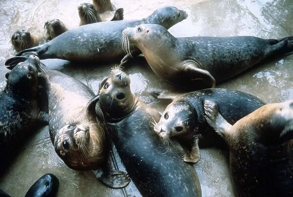 Seals at the Sea sanctuary in Norfolk - November 1987