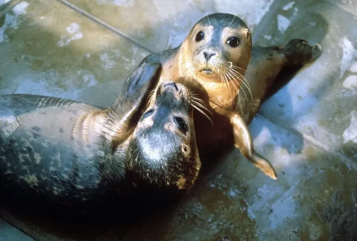 Framed Print : Seals at the Sea sanctuary in Norfolk - November 1987 Framed Print : Seals at the Sea sanctuary in Norfolk - November 1987